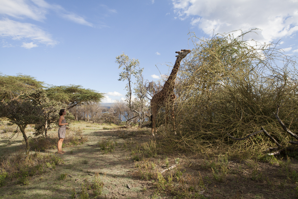 Madeleine feeds a giraffe - or tries to.