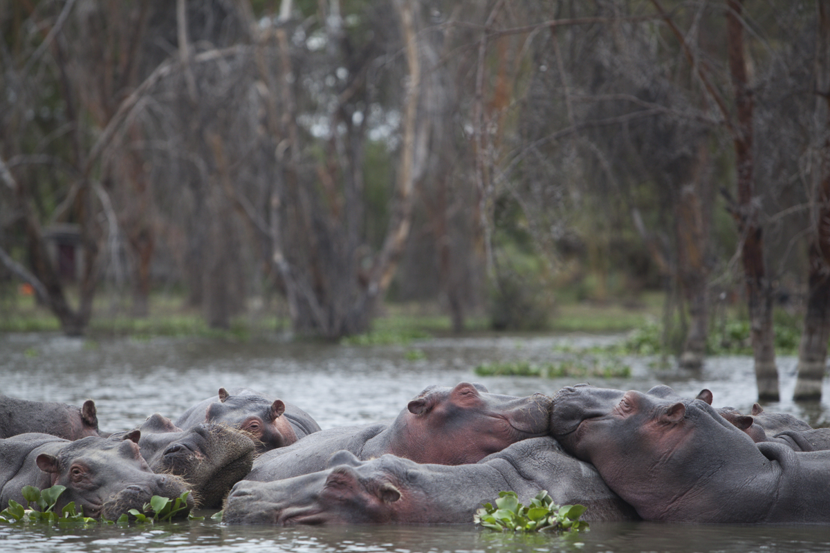 Hippos kissing 