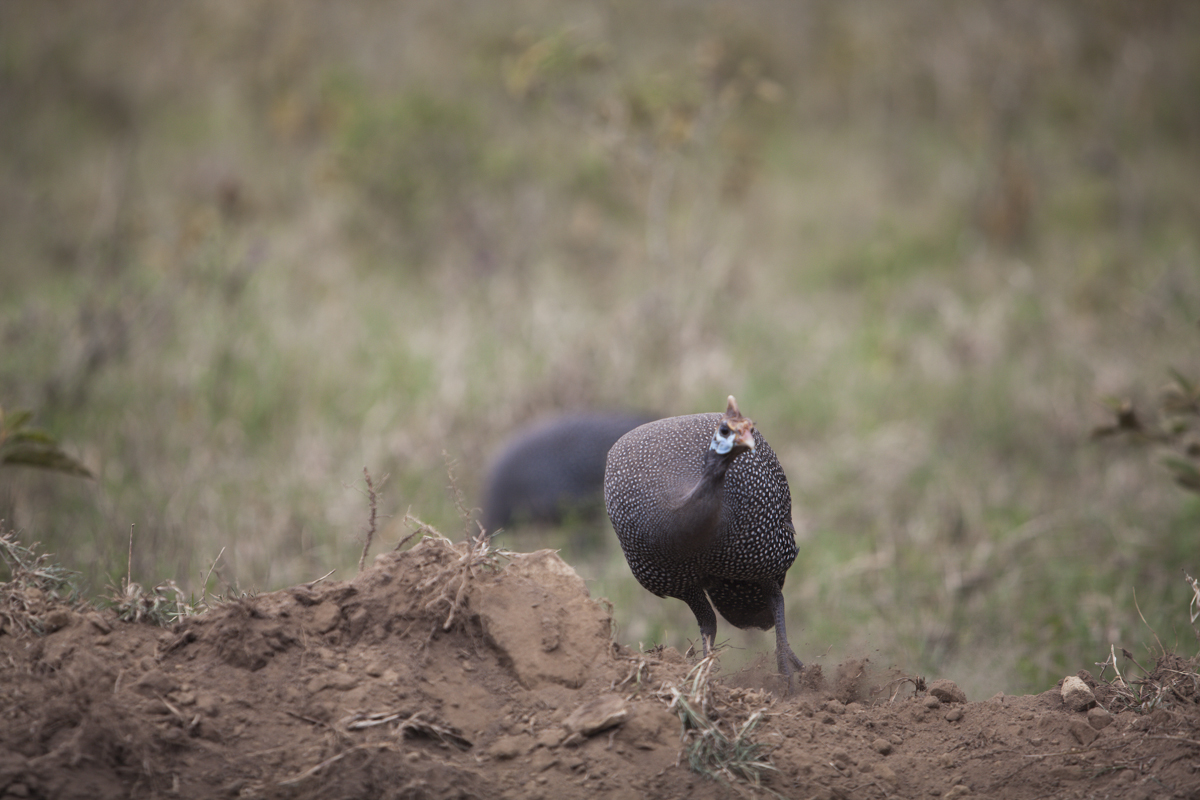 Guinea fowl doing a strange dance.