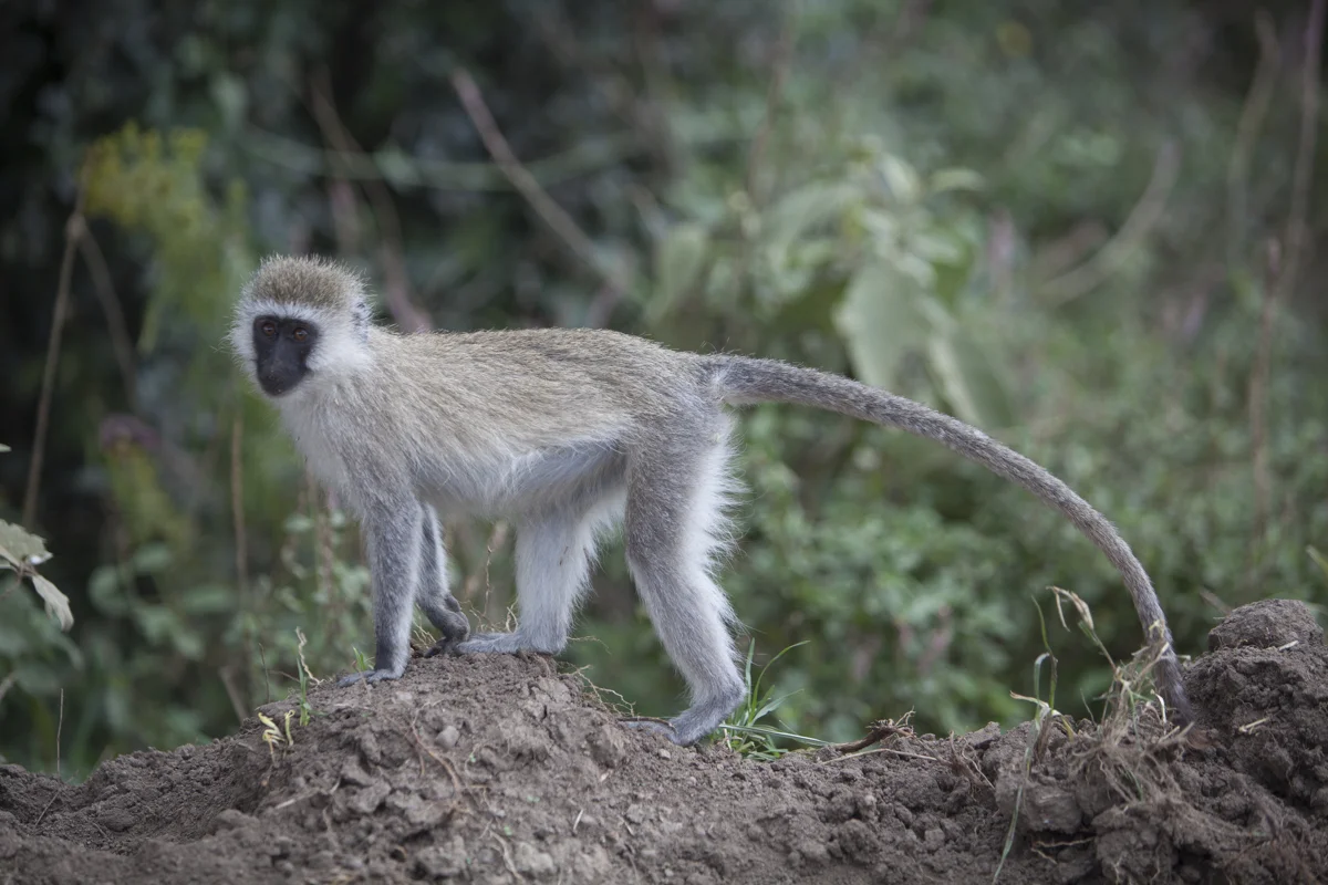 Baby monkey
