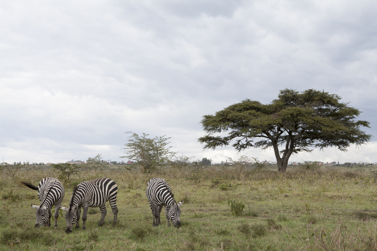 Your typical African landscape including zebras and a acacia tree.