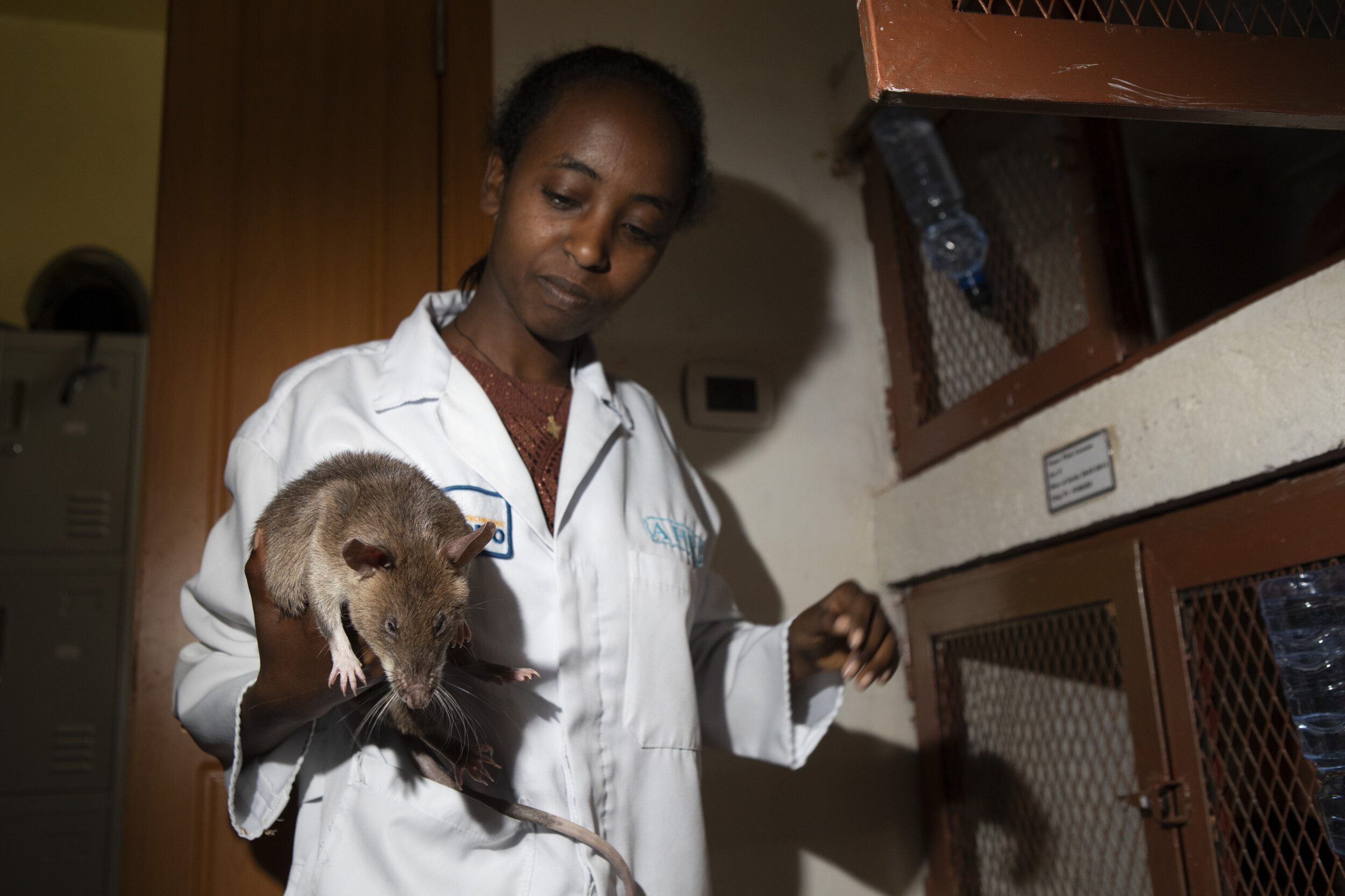  From a story in Der Spiegel, on TB sniffing rats in Ethiopia. 