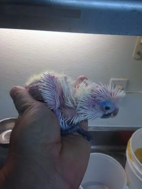 Umbrella Cockatoo