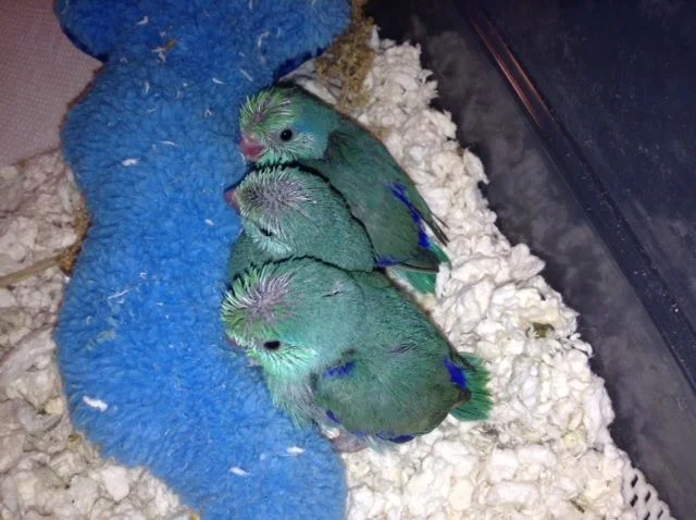 Parrotlets
