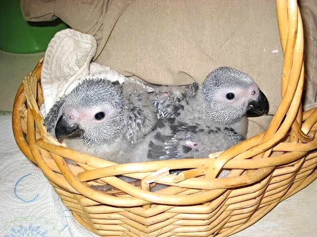 Baby African Greys