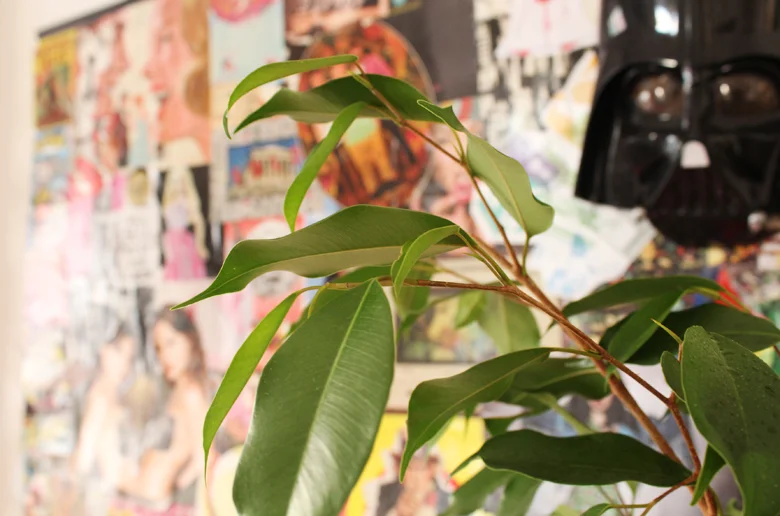 how+to+grow+a+ficus+benjamin+indoors+(1).jpg