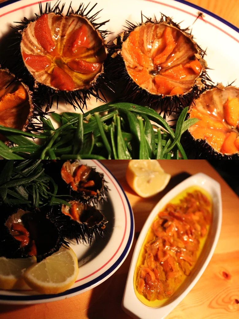 sea+urchins+%25282%2529.jpg