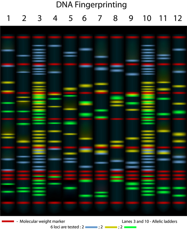 For newbies in molecular biology: The red ones are the matching ones, meaning that DNA has the same origin or that a child can take its DNA only from its parents.