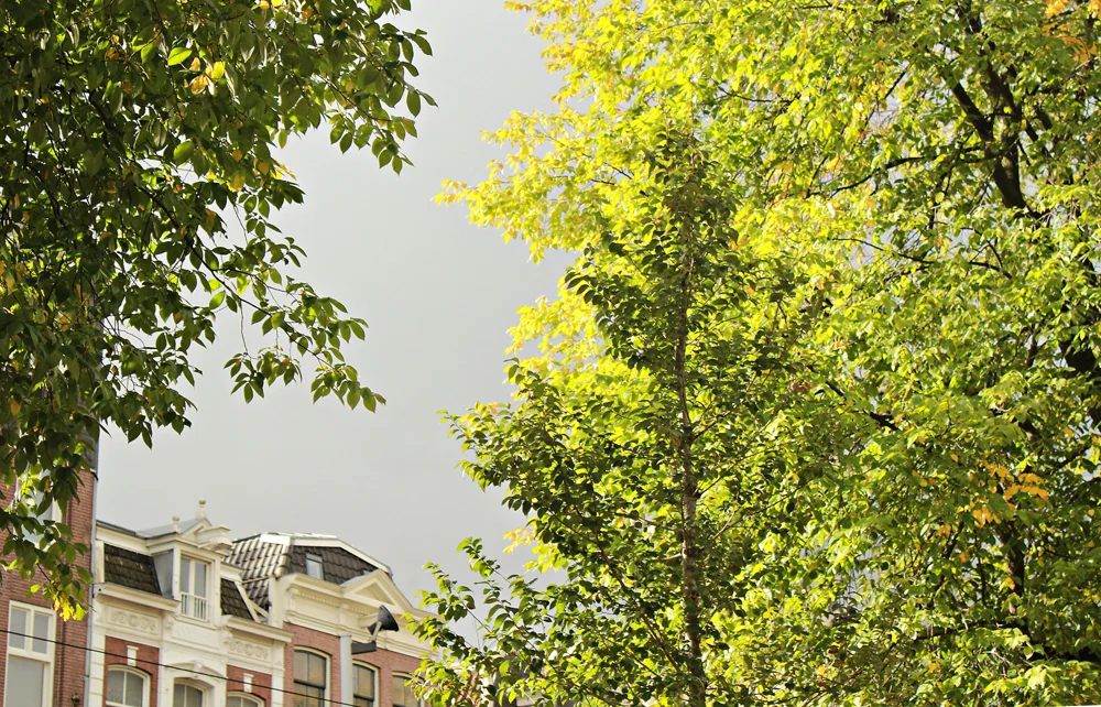 amsterdam by fall.jpg