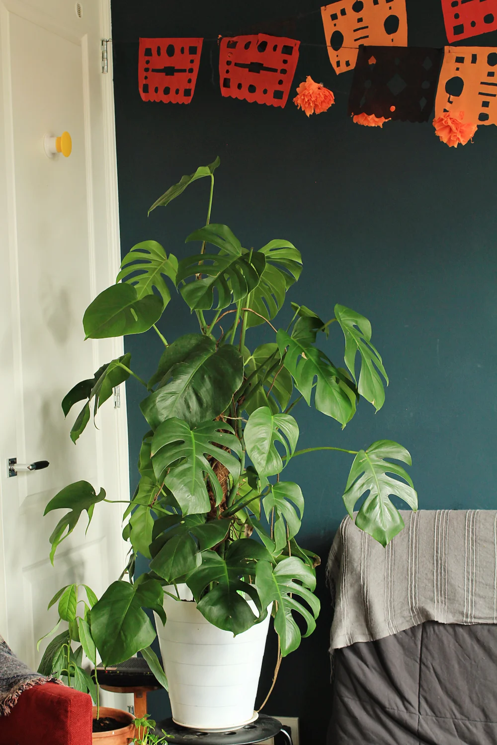 Monstera Deliciosa Tips For Caring Growing And Propagating It