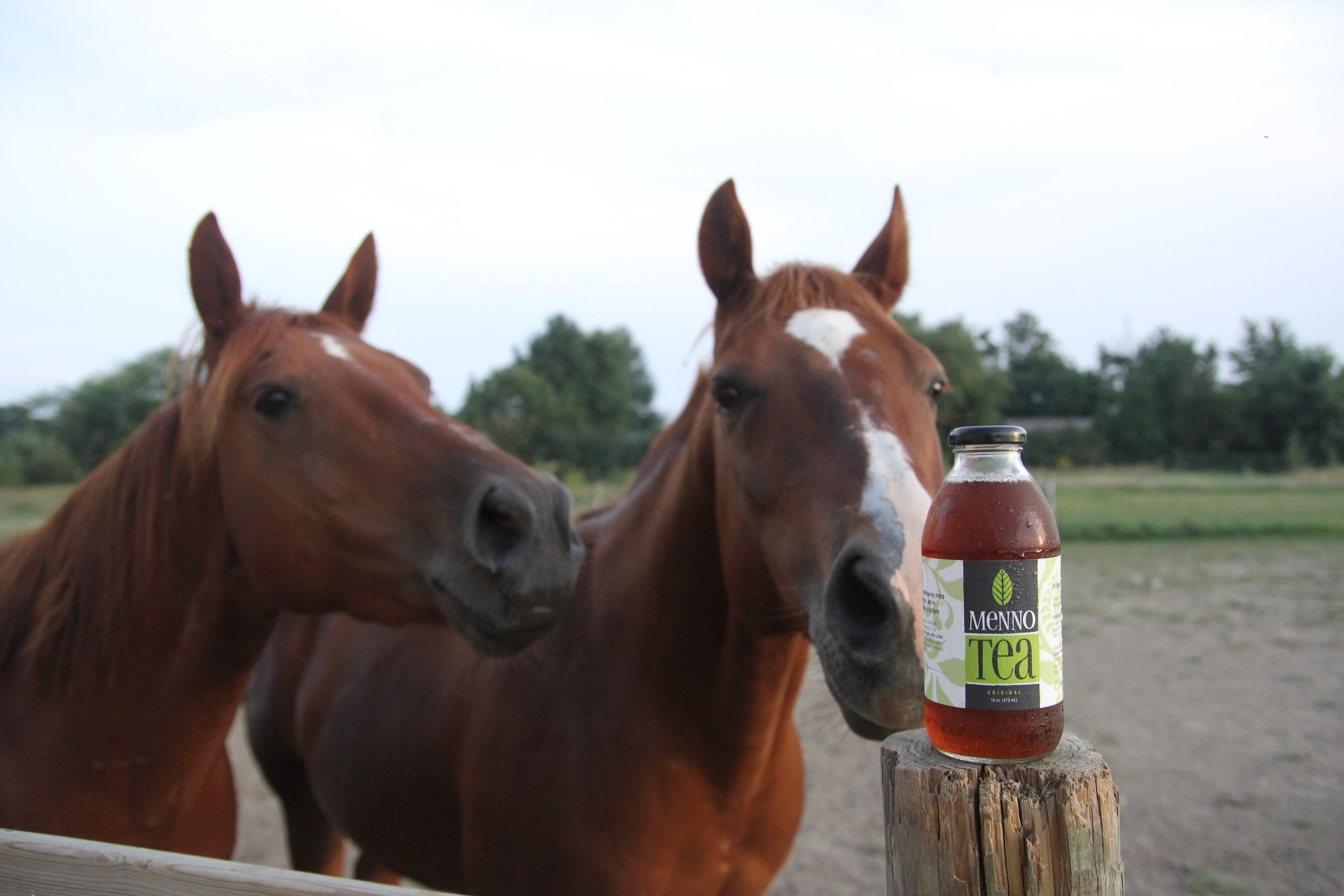 menno-tea-mint-tea-amish-mennonite-spearmint-peppermint-bottled-tea-dried-tea-hot-tea-iced