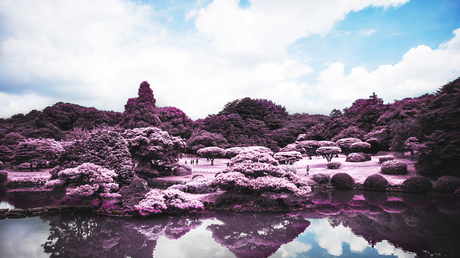Meiji Shrine Gyoen - Infrared