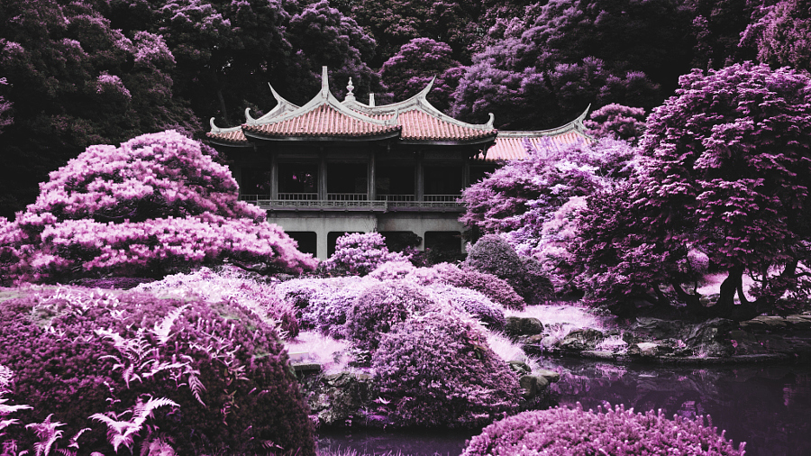 Meiji Shrine Gyoen - Infrared
