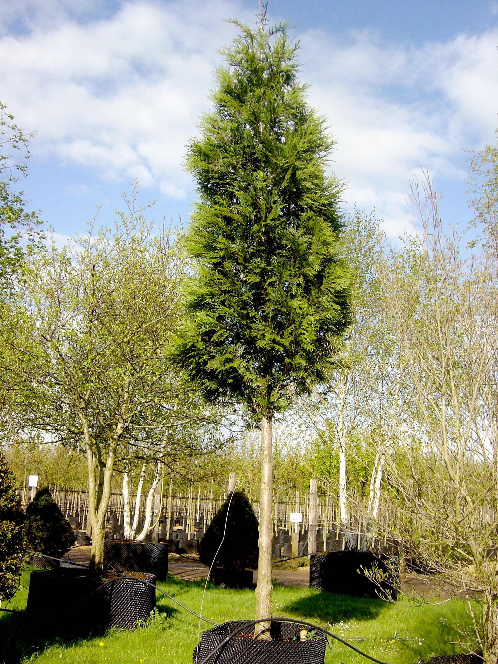 Thuja pli. Atrovirens 30-35cm 001-1.jpg