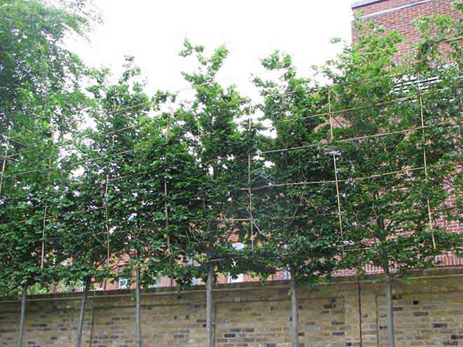 Beech+30-35cm+girth,+pleached+1+year+after+planting.JPG