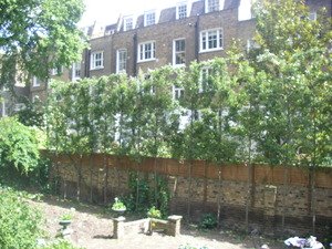 Pyrus+call+chanticleer++2+year+pleached+iii.jpg