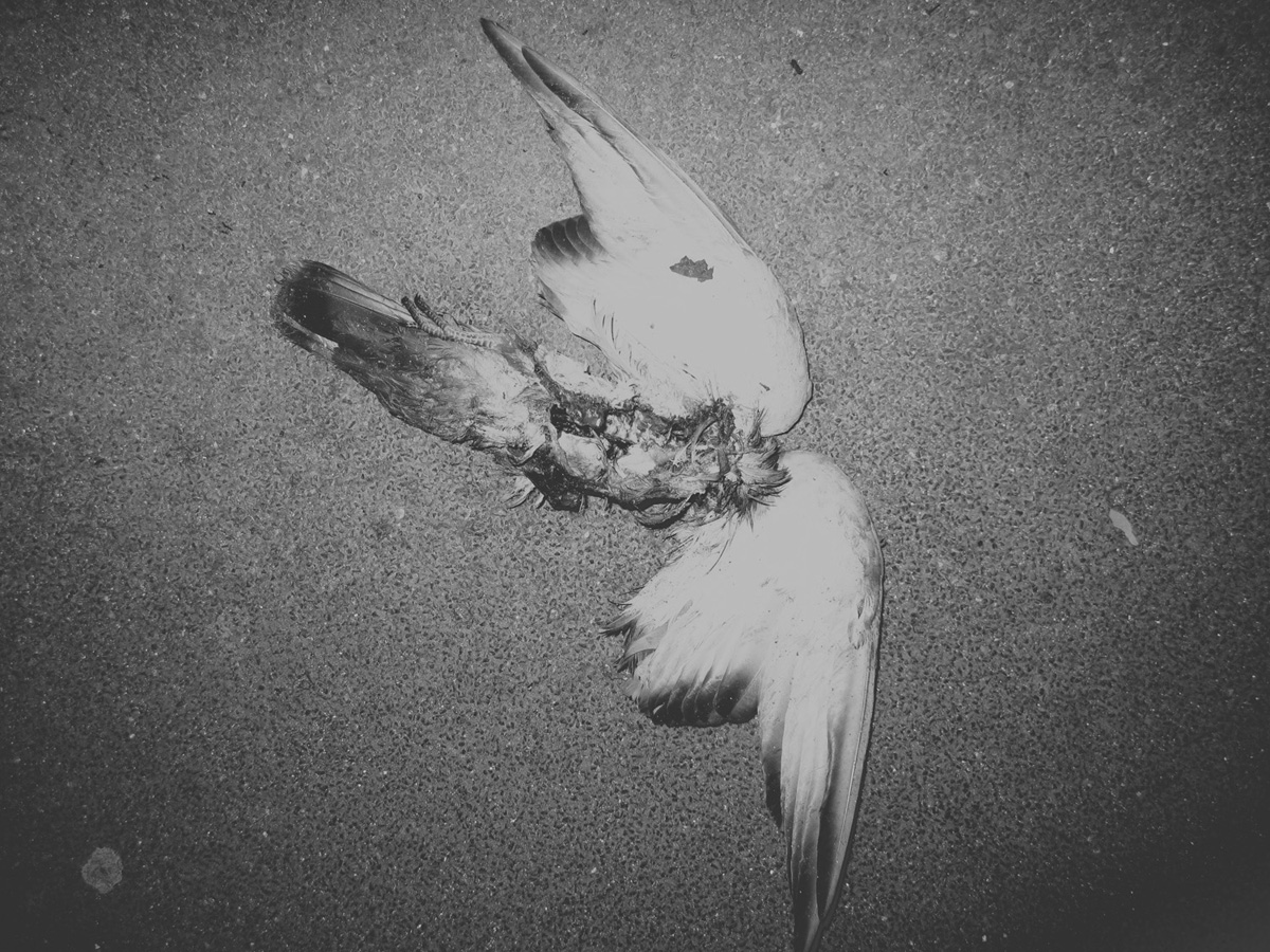 dead birdIMG_6837.jpg