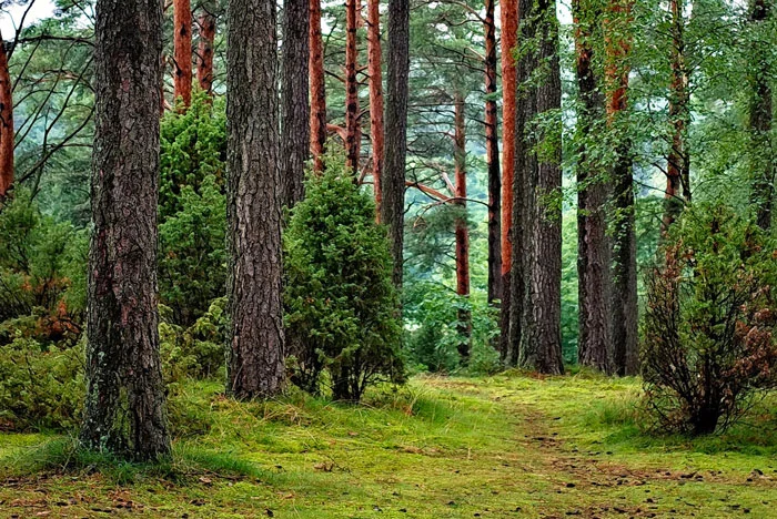 The Best Forest Day Trips And Beautiful Parks Of Pdx Urban Nest Realty