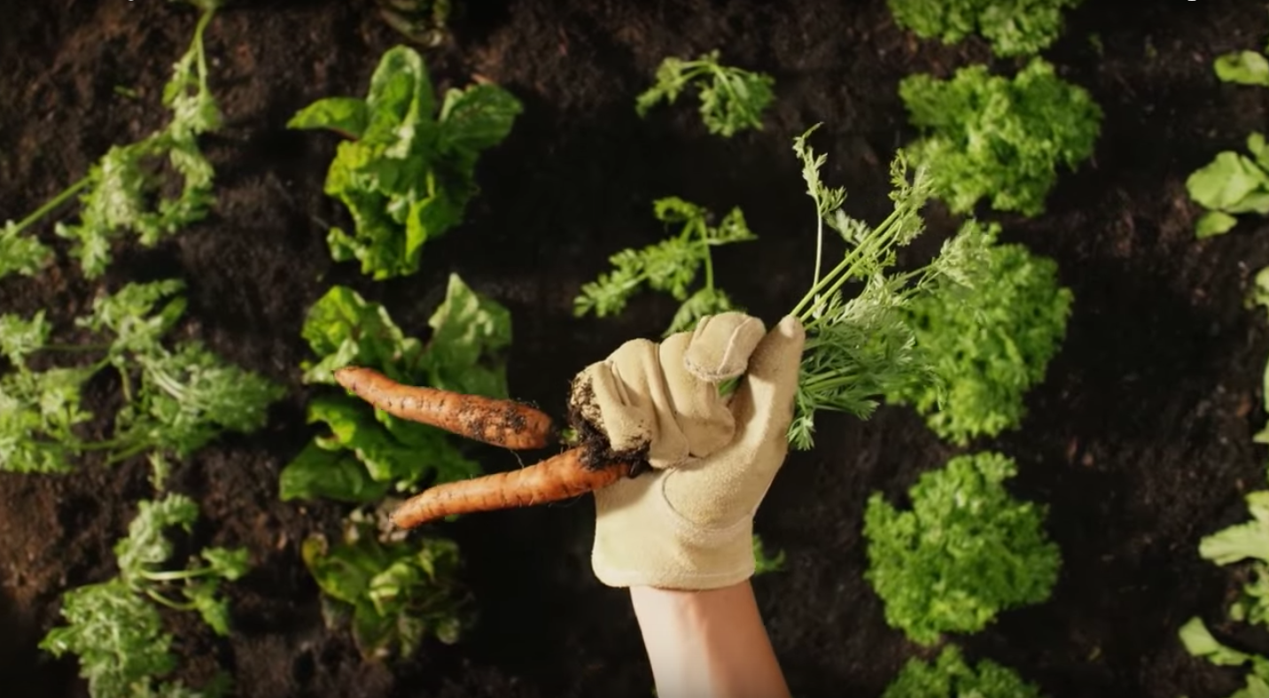 Clear foods thumbnail.png