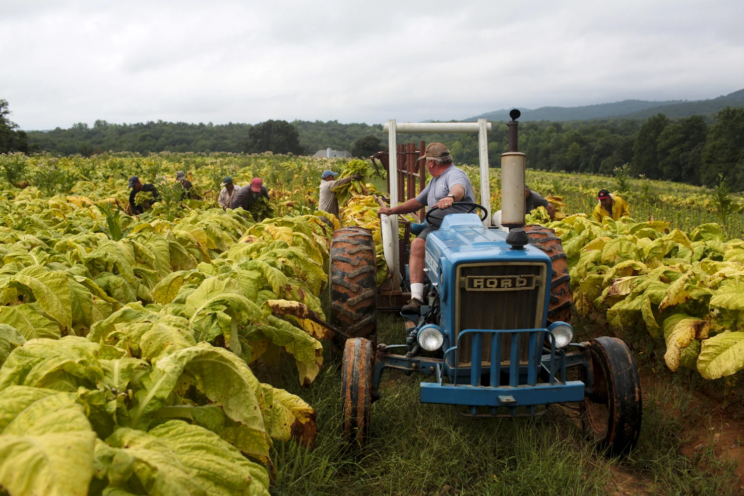 virginia tobacco farm tour Erica S Lee