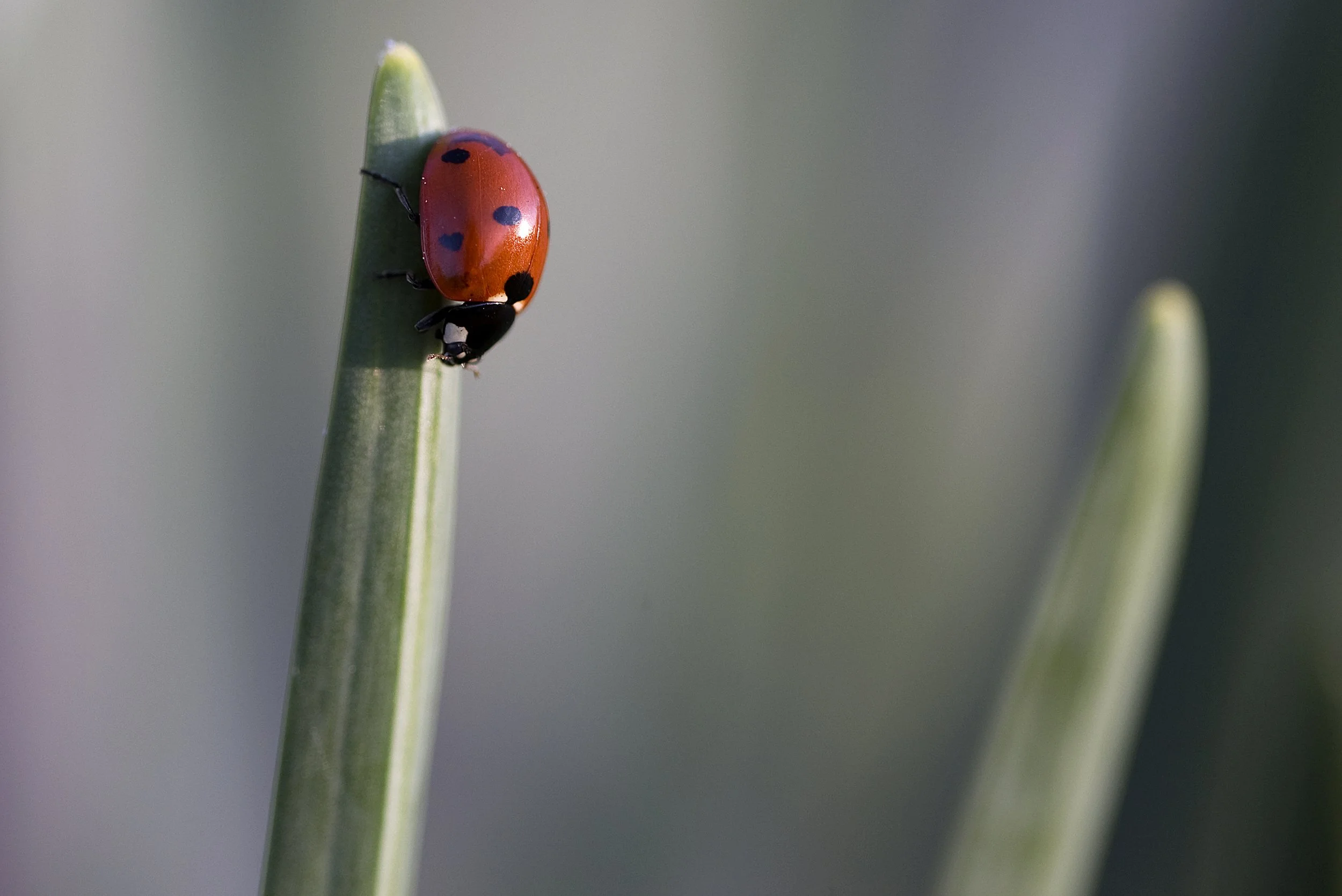 ey macro 031417 p01.JPG