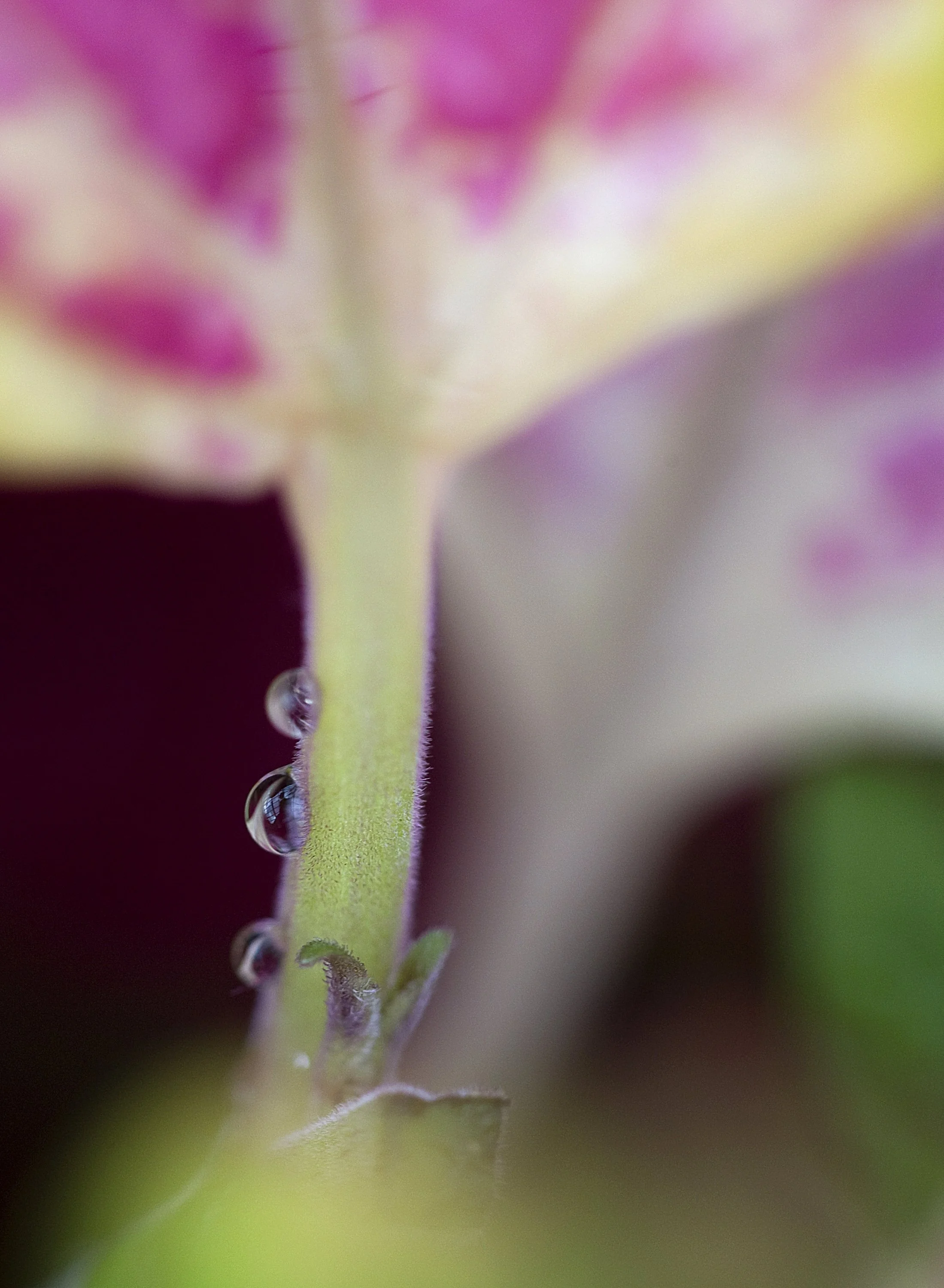 ey macrogal 031417 p02.JPG