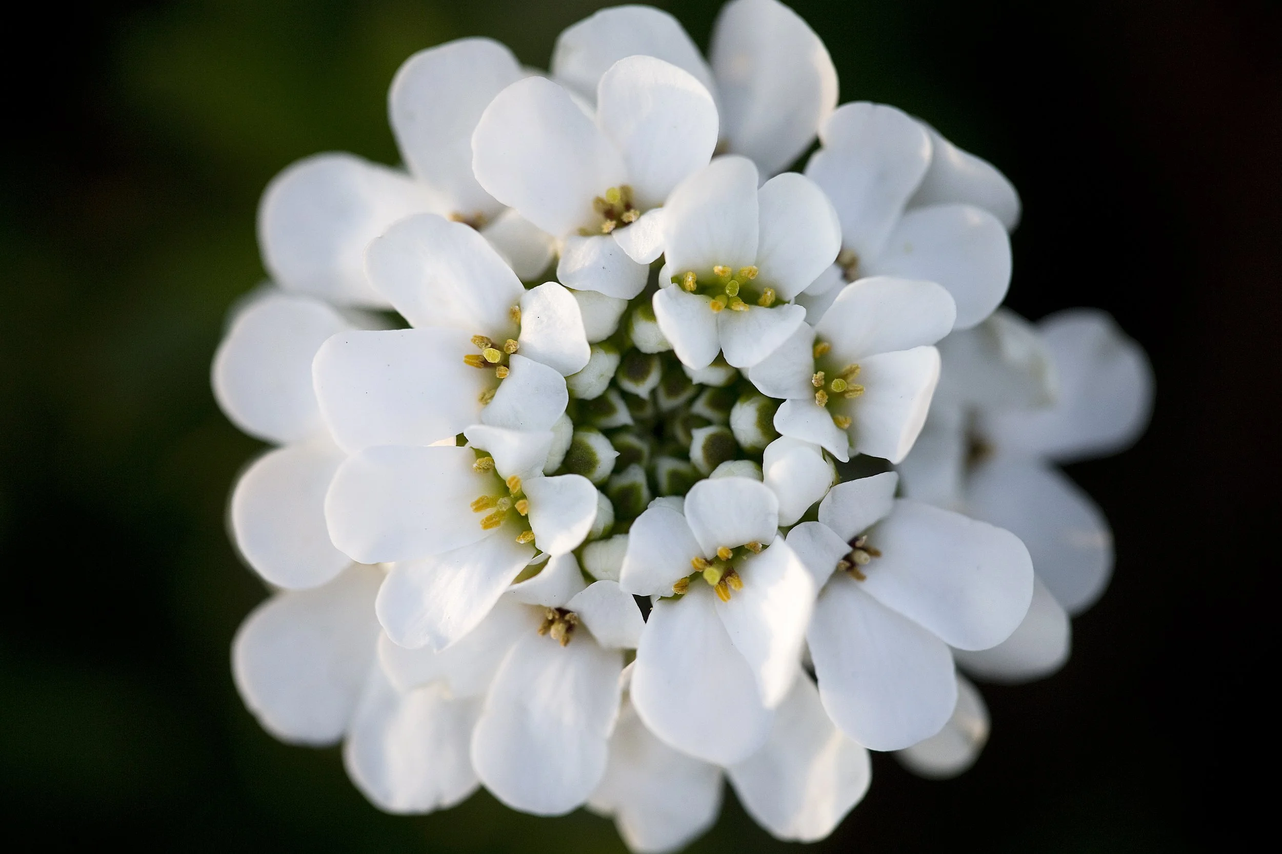 ey macrogal 031417 p04.JPG