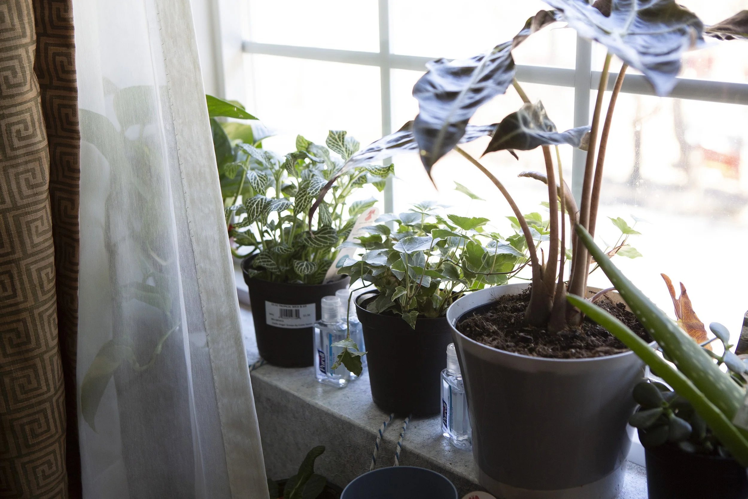  In efforts to make the hotel room space feel more like a home, April Goode purchased small plants to place in the window sill in the one window of their room. The window can’t open. Small bottles of hand sanitizer are also wedged in between the plan