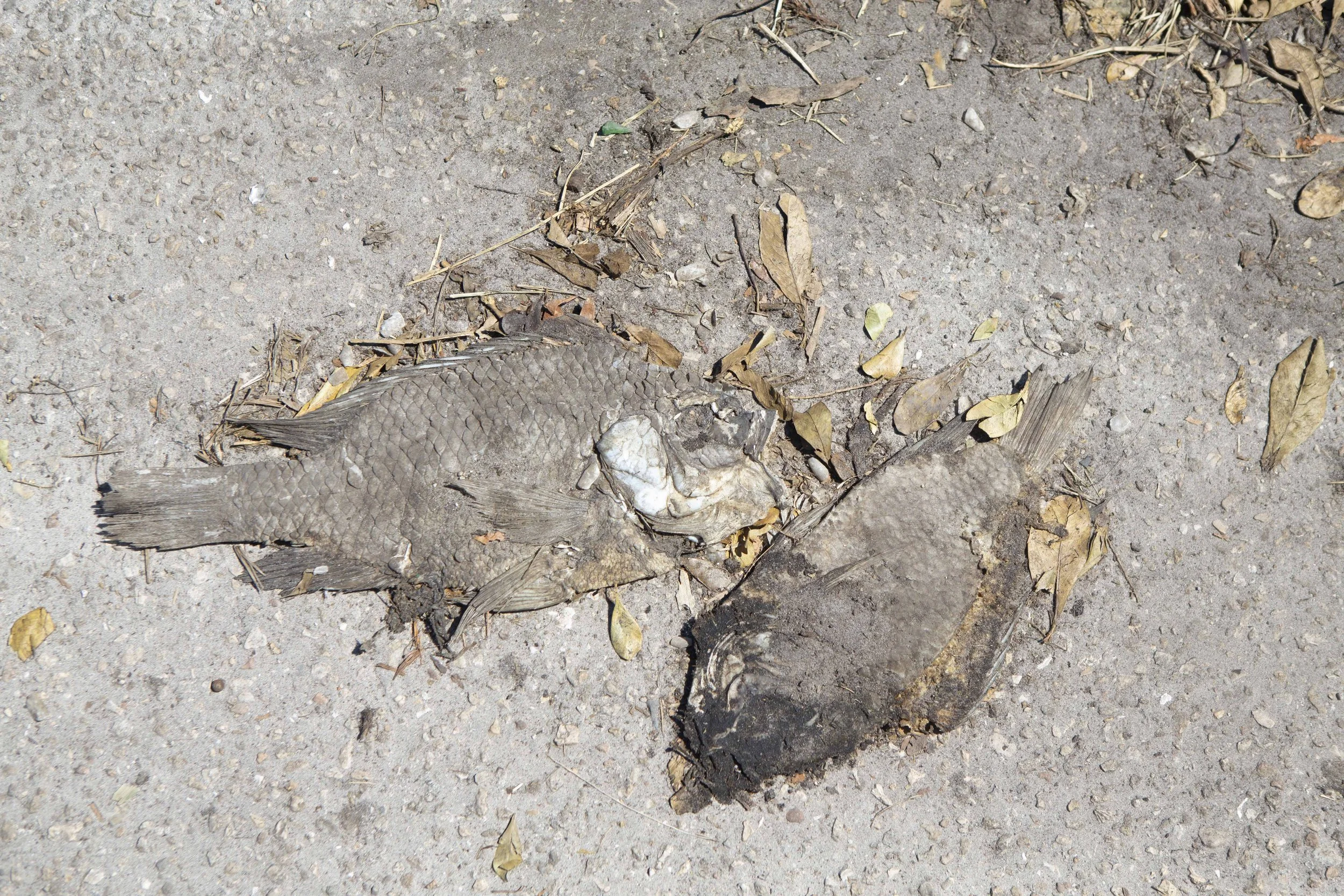  After the waters receded from flooding neighborhood streets, fish were left behind.  