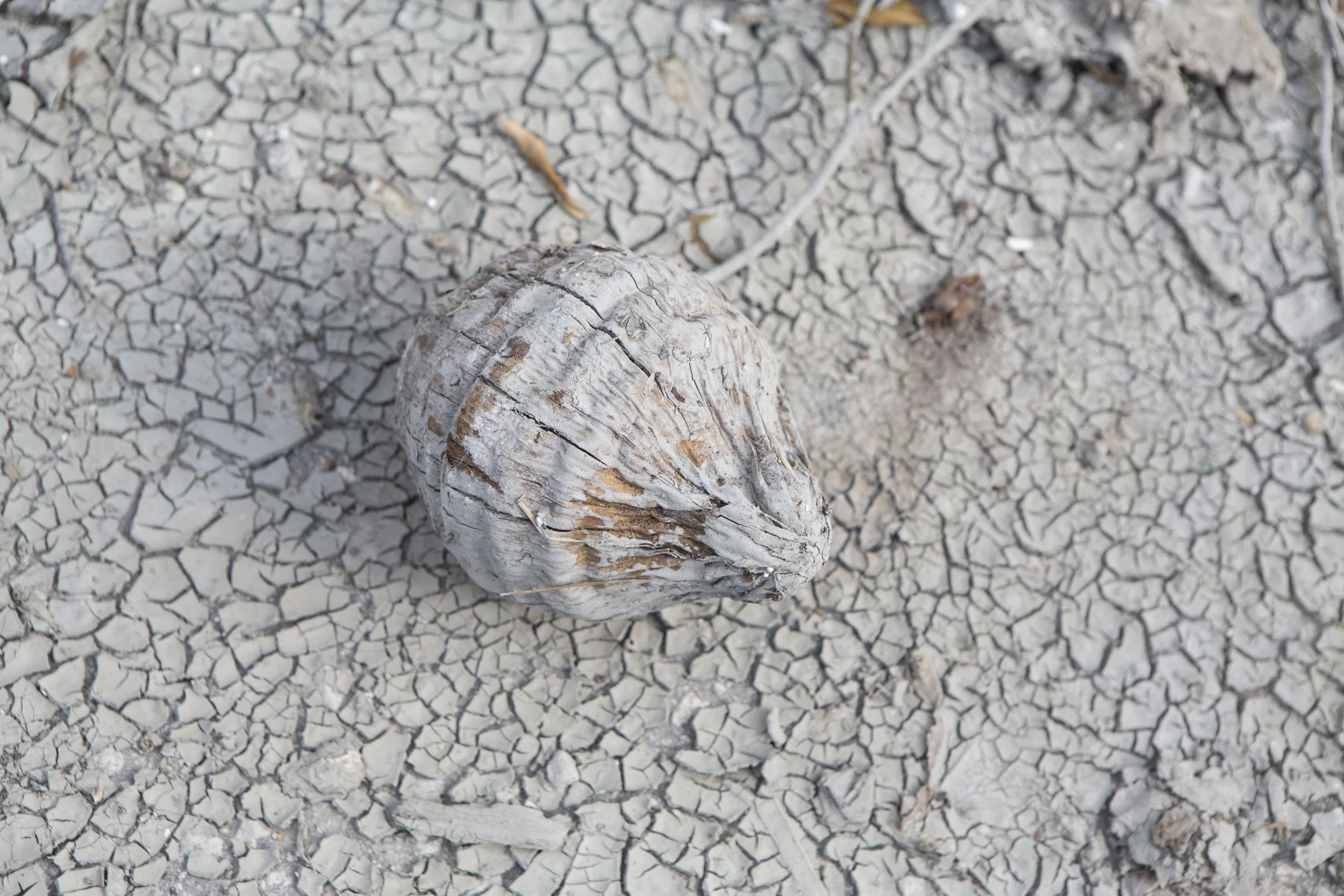  Dried mud and a coconut cracks from the heat of the sun.  