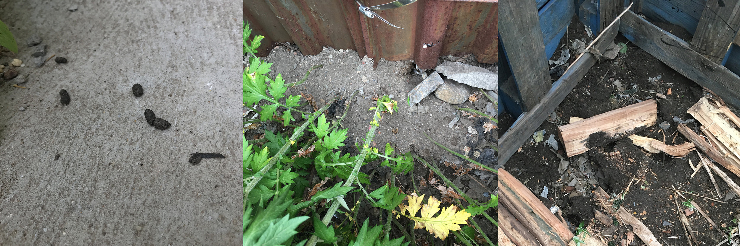 Image: Evidence of rats in the EPA urban weeds garden