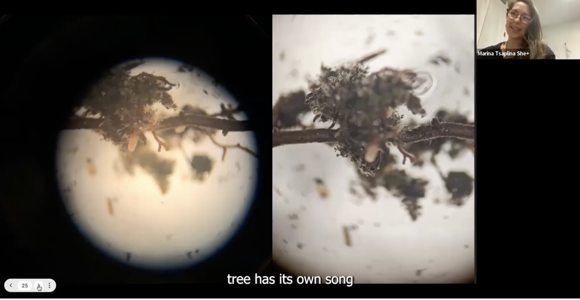 tree has its own song fungi root.png