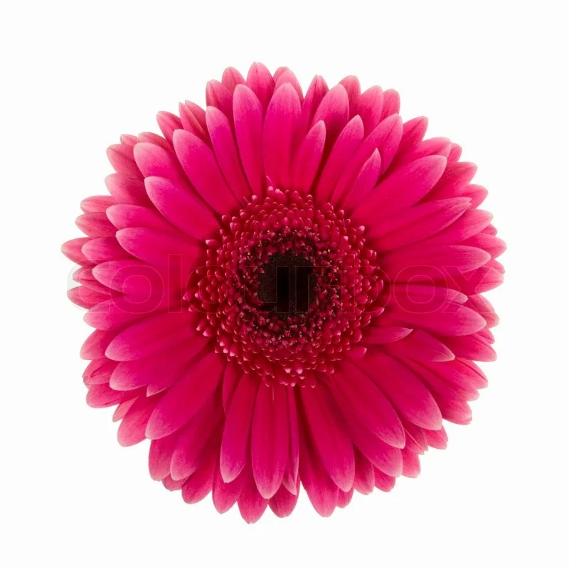 4439747-violet-daisy-flower-isolated.jpg
