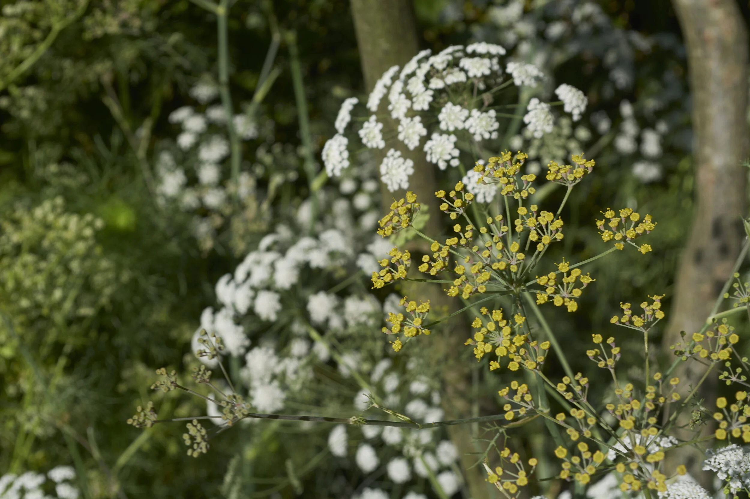 umbellifer-planting-rhs-chatsworth-flower-show-garden-feature.jpg