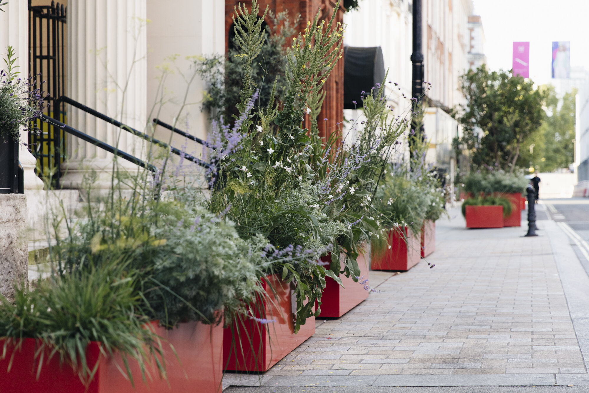 North Audley Street garden planting design in Mayfair by Alexandra Noble featuring drought tolerant plants and low maintenance greenery creating a sustainable urban landscape.