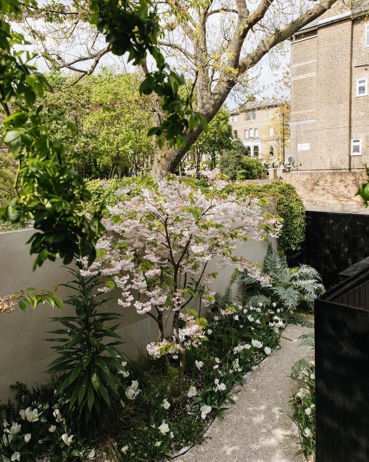 Another angle of the Camden project

A palette of monochromatic hard materials was selected to complement the blackened timber extension whilst the planting scheme includes many self seeders such as Valeriana officinalis, Centranthus &lsquo;Albus&rs