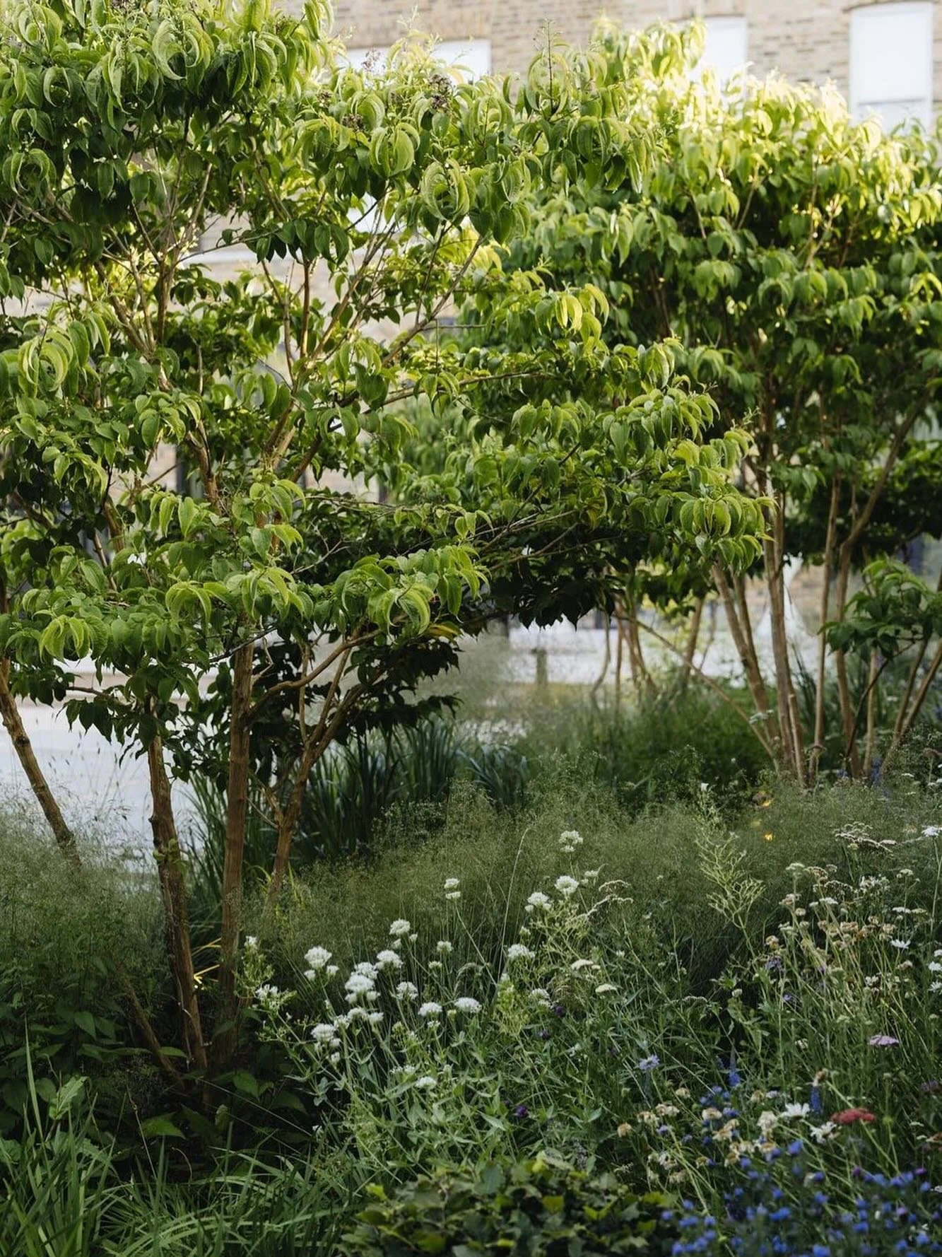 Heptacodium moment 🍃

Design @alexandra.noble
Install @collinsonslandscaping 
Maintenance @yuri_buckeridge 
Photography @eva_nemeth 

#plantingdesign&nbsp;#londongarden&nbsp;#gardendesignlondon&nbsp;#smallgardenideas&nbsp;#gardeninspiration