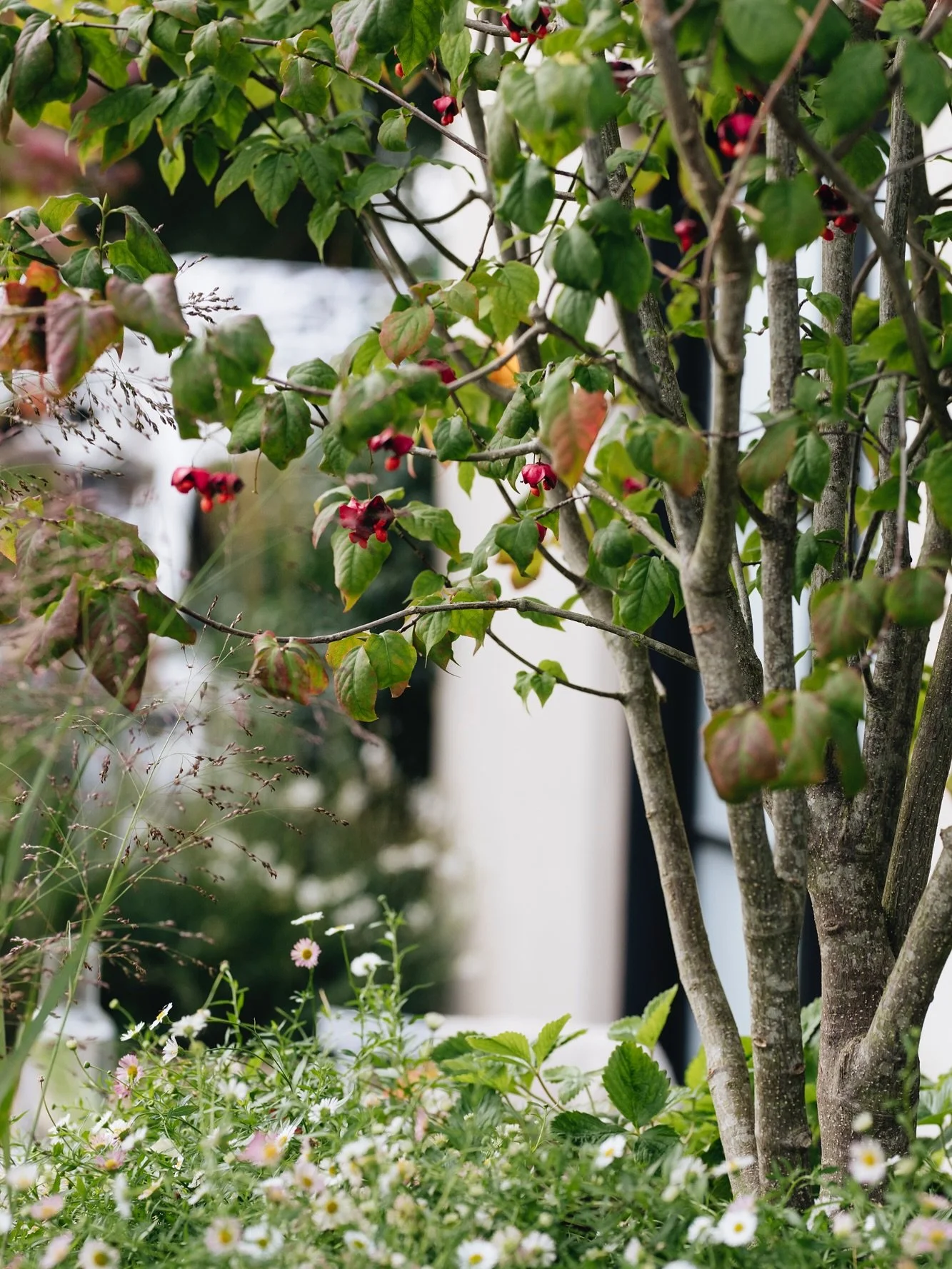 Balcony planting from Chelsea Flower Show in September 2021

Featuring beautiful Euonymus planipes multi stems from @deepdaletrees and plants including Centranthus, Panicum, Fragaria and Erigeron amongst others all from @formplants 

Design @alexandr