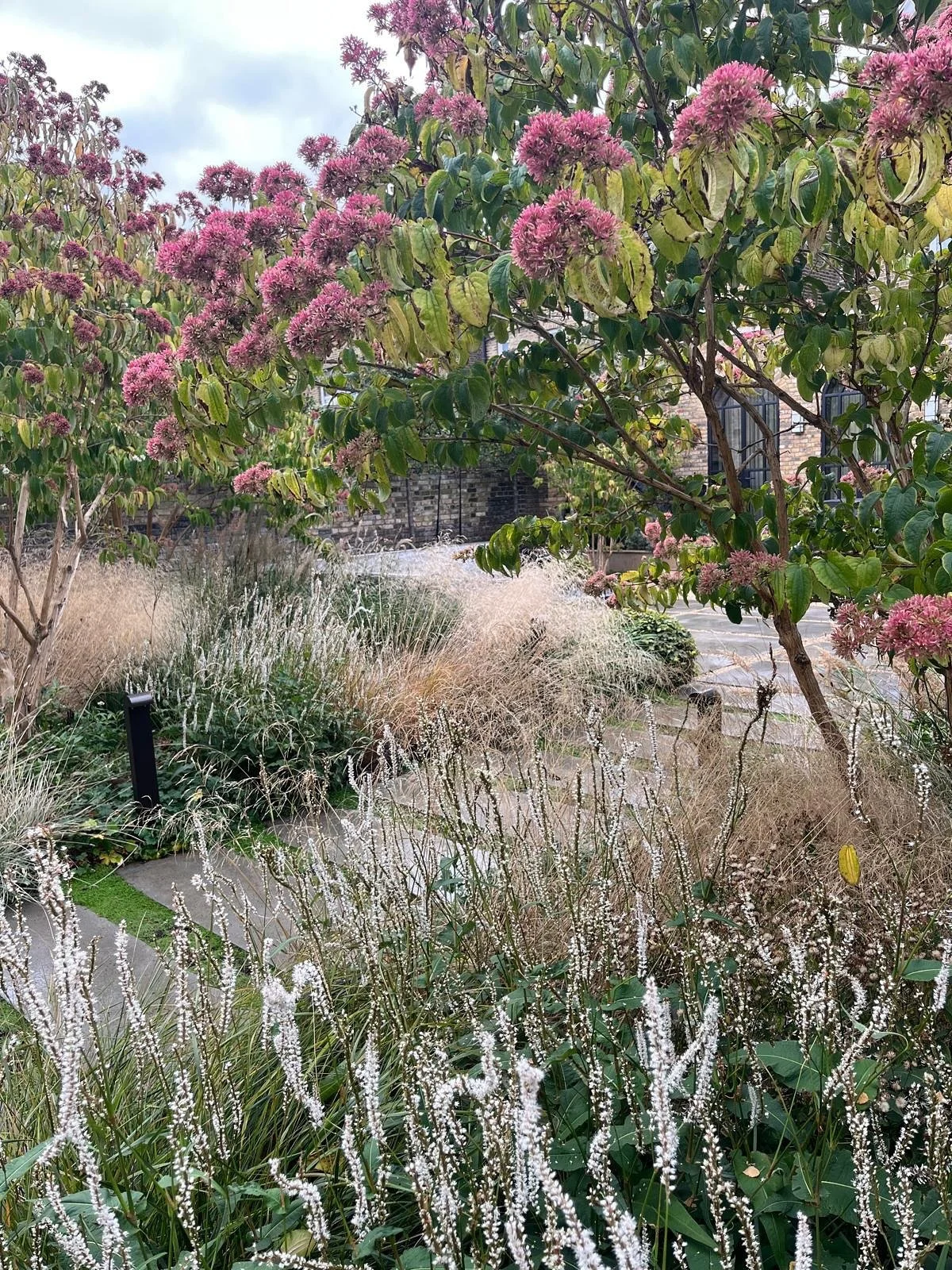A recent rainy day at the Kew project captured by gardener @yuri_buckeridge 

Persicaria in flower and grasses bleaching as winter descends