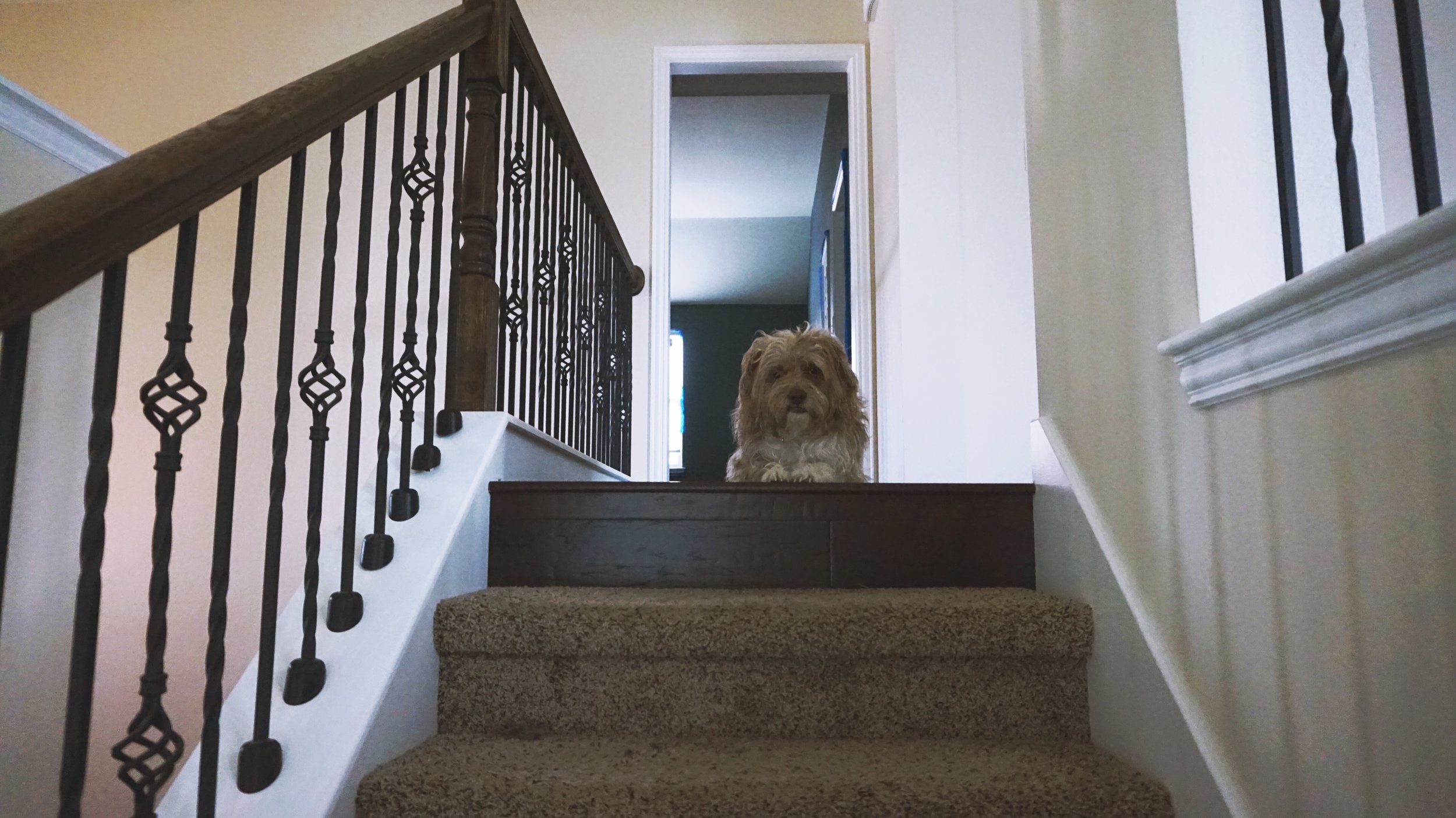03/07/17 My dog runs up the stairs and waits for me at the top. It’s a little rude tbh. You have 4 legs, you’ve got an advantage my friend. 