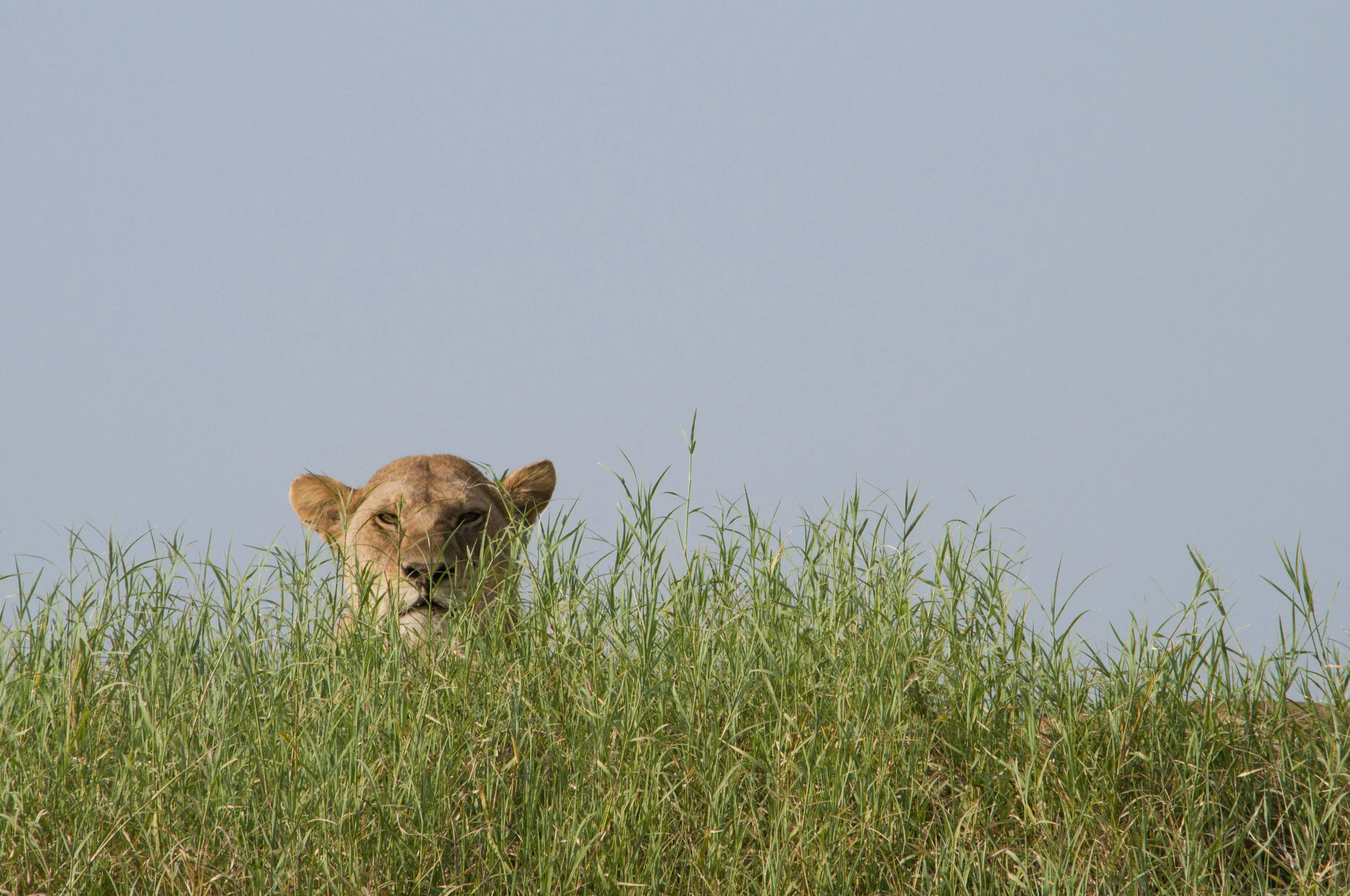 Wildlife25.JPG
