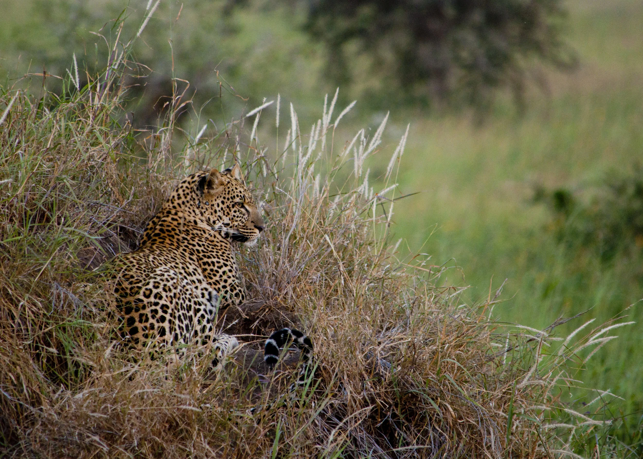 Wildlife28.JPG