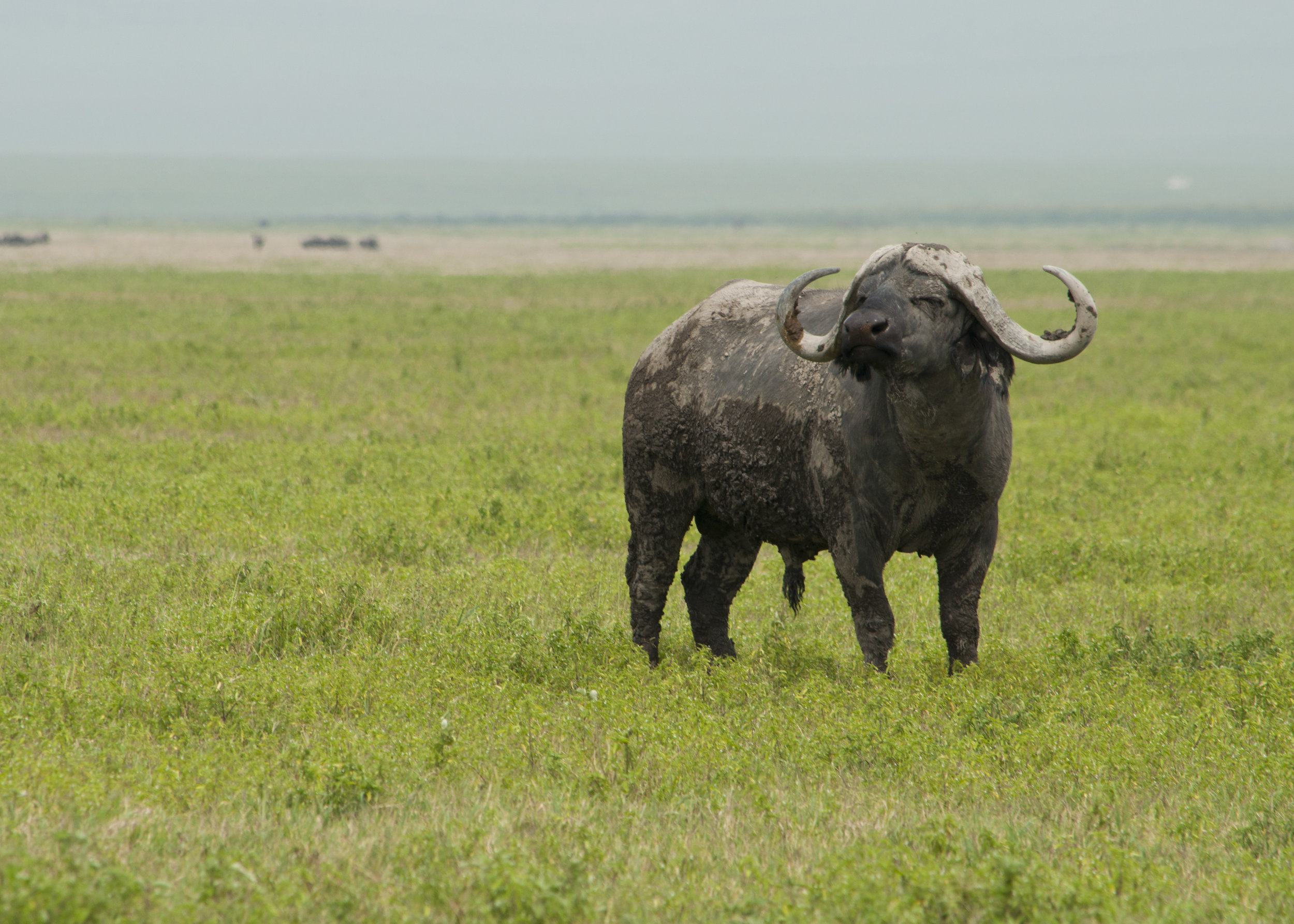 Wildlife21.JPG