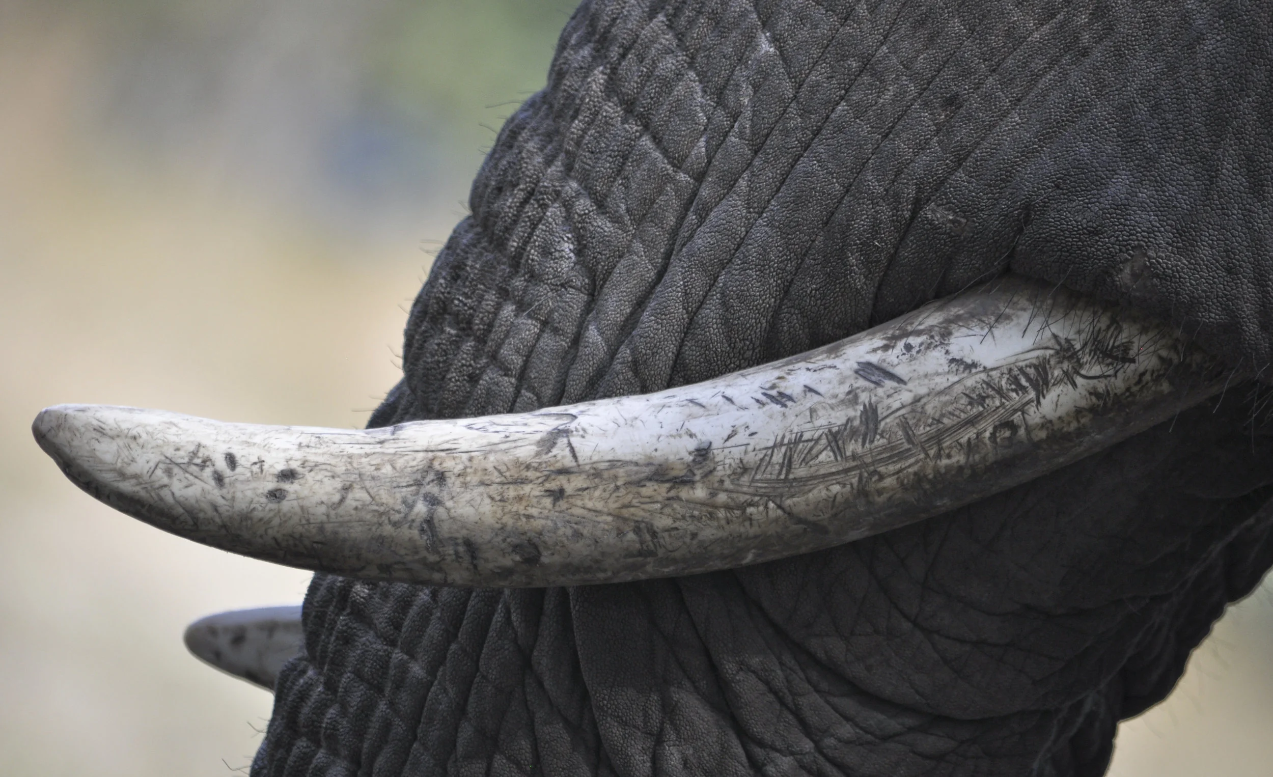Wildlife36.JPG