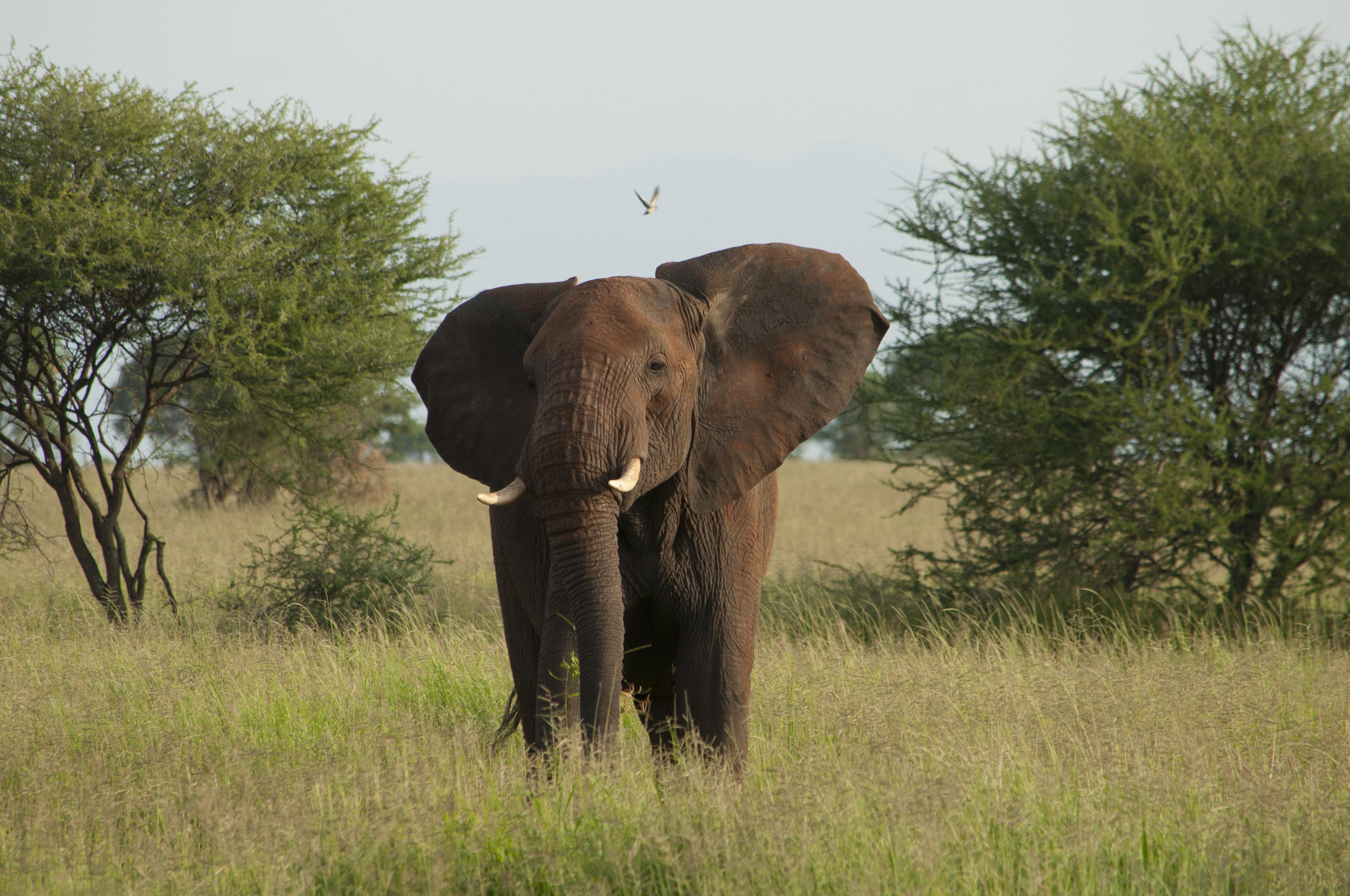 Wildlife12.JPG