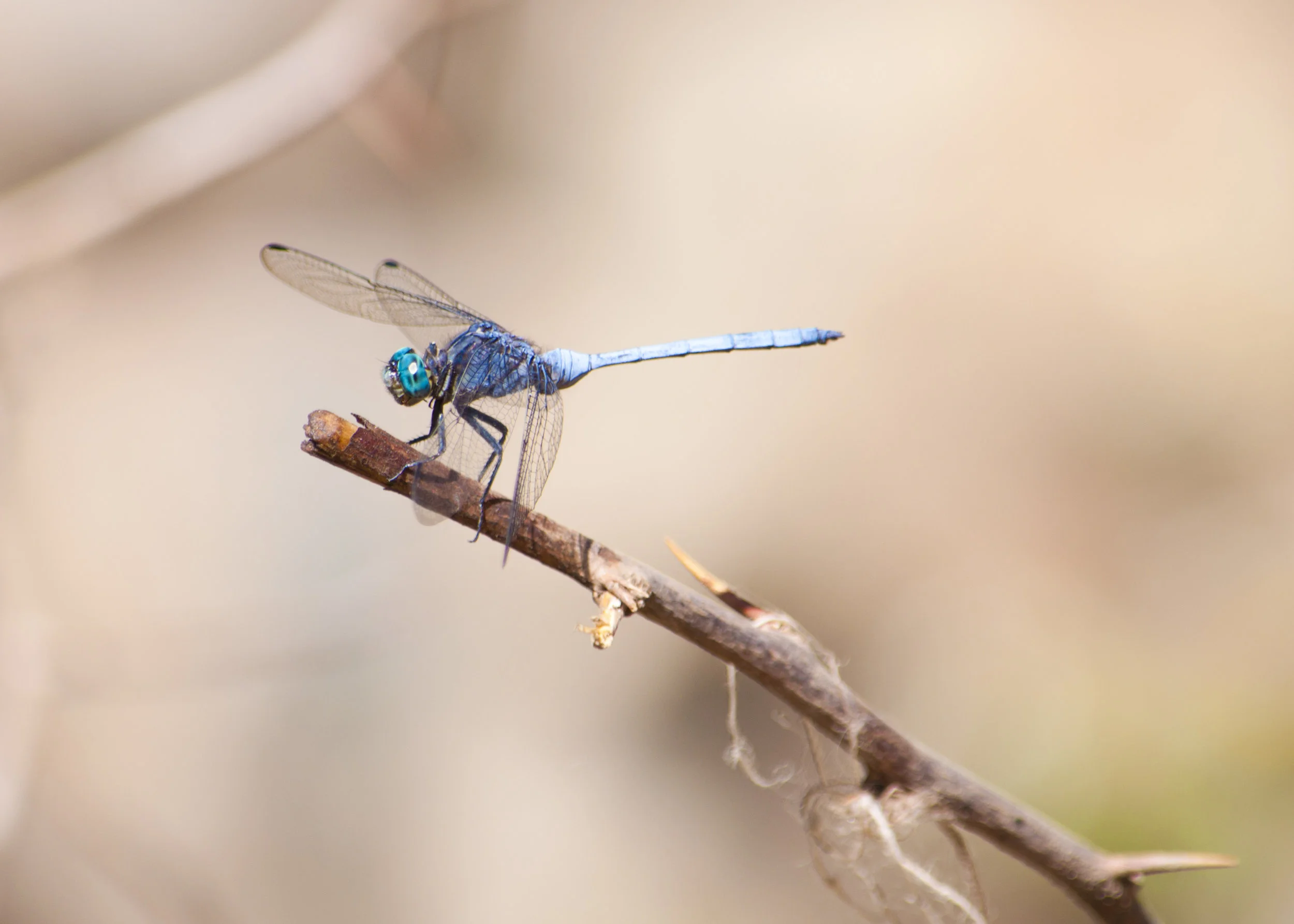 Wildlife01.JPG