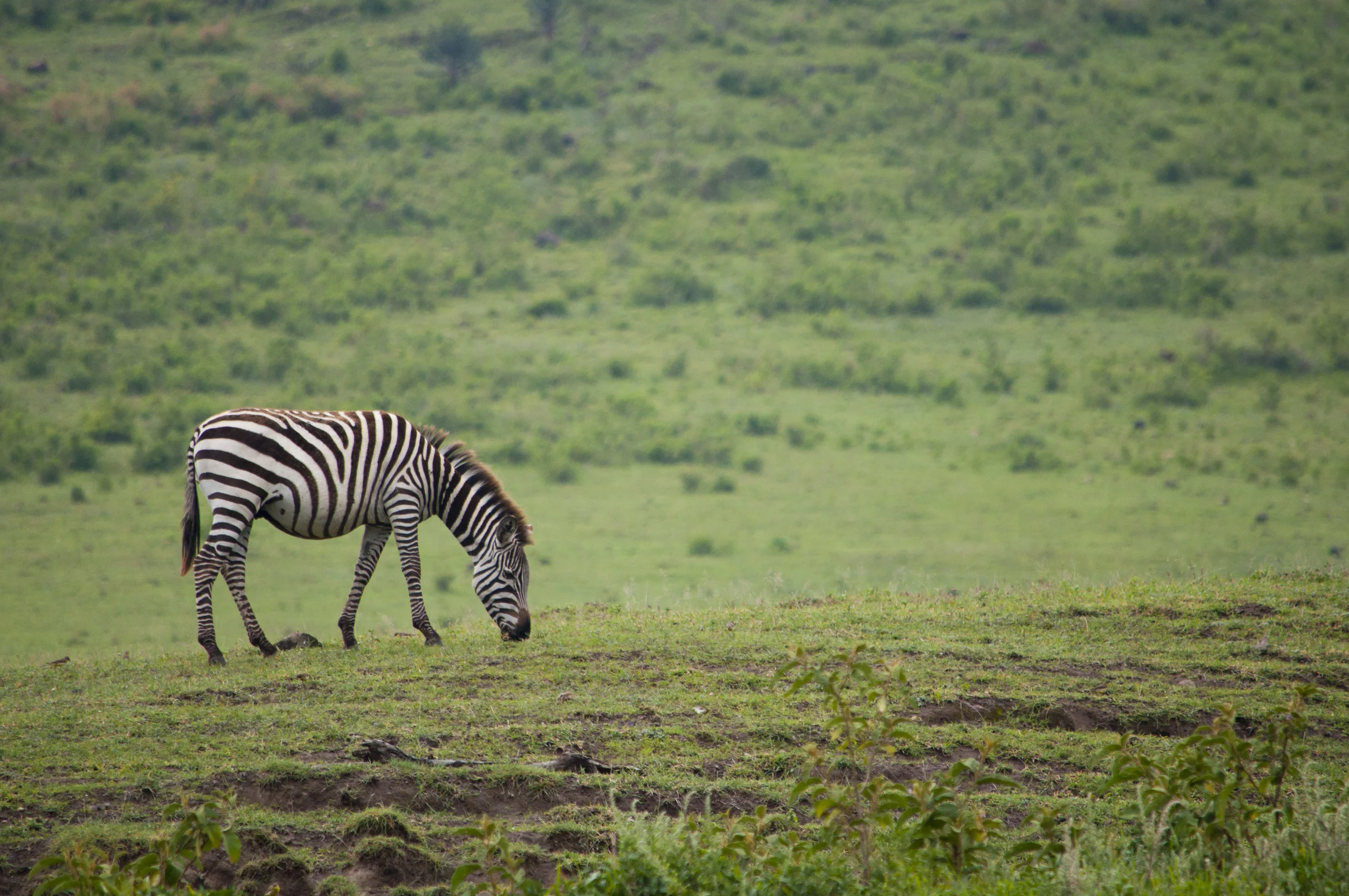 Wildlife13.JPG