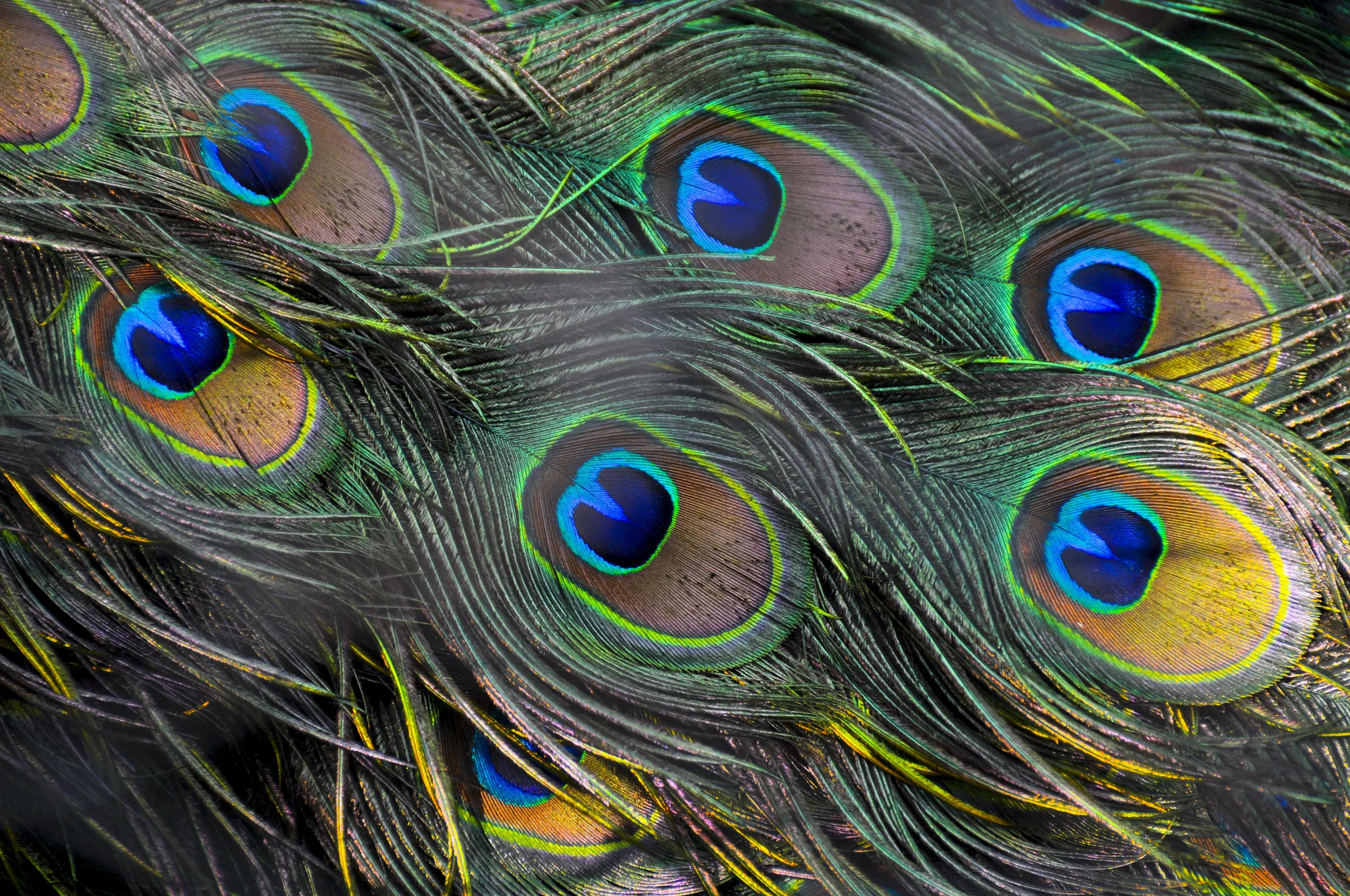 Wildlife30.JPG
