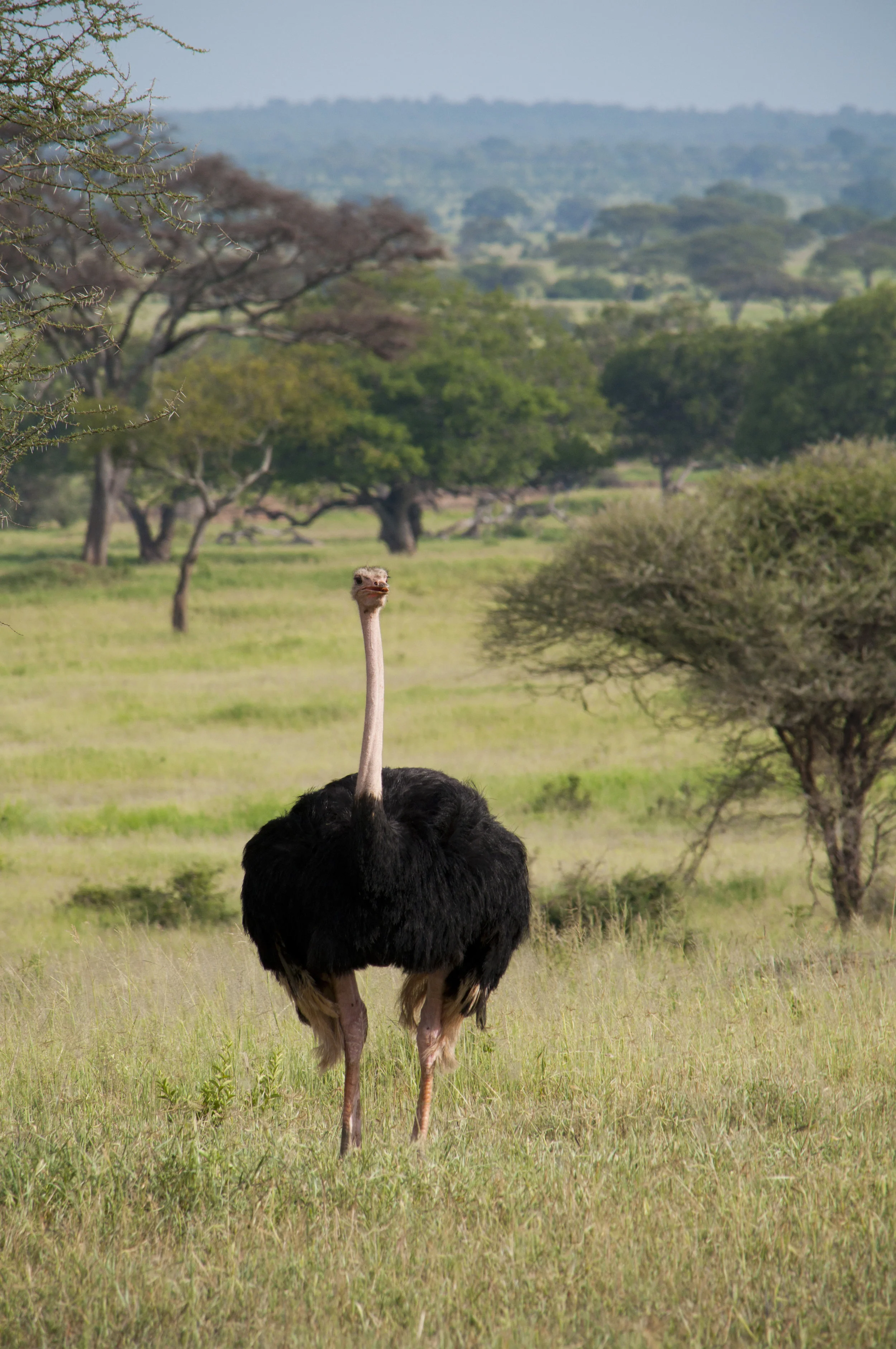 Wildlife09.JPG