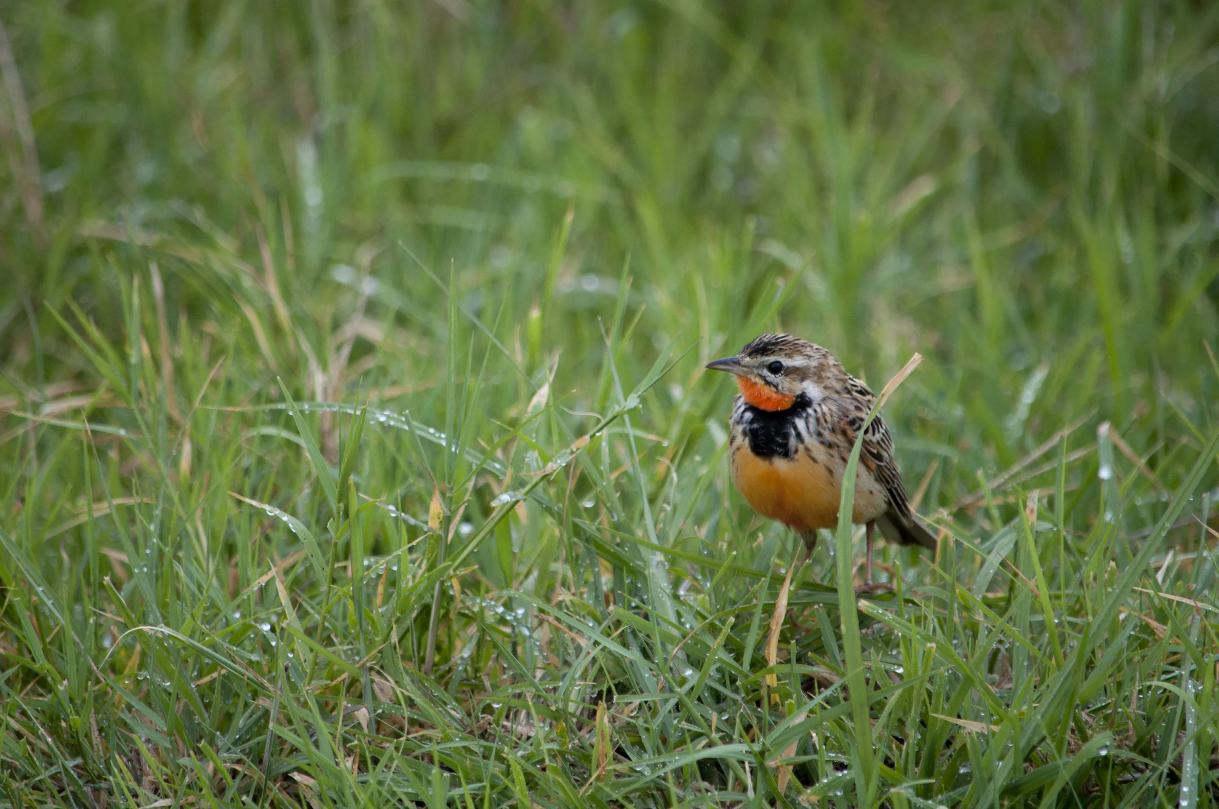 Wildlife16.JPG